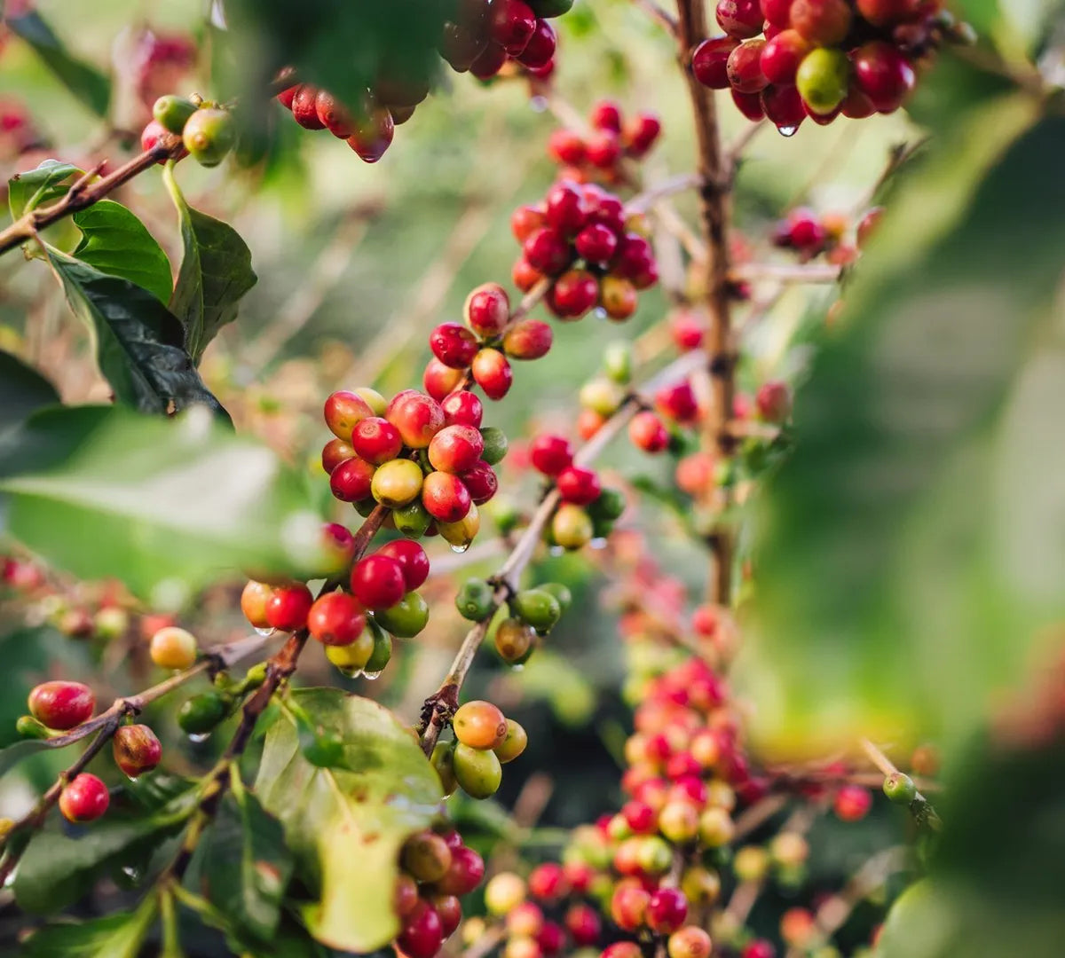 red coffee cherries on a bough