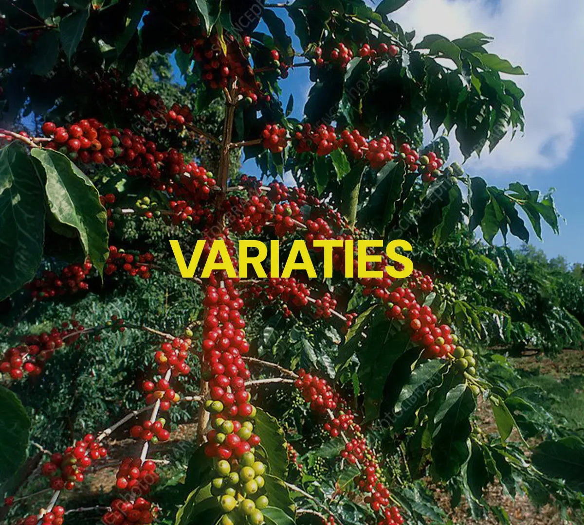 coffee plants with red colored cherries