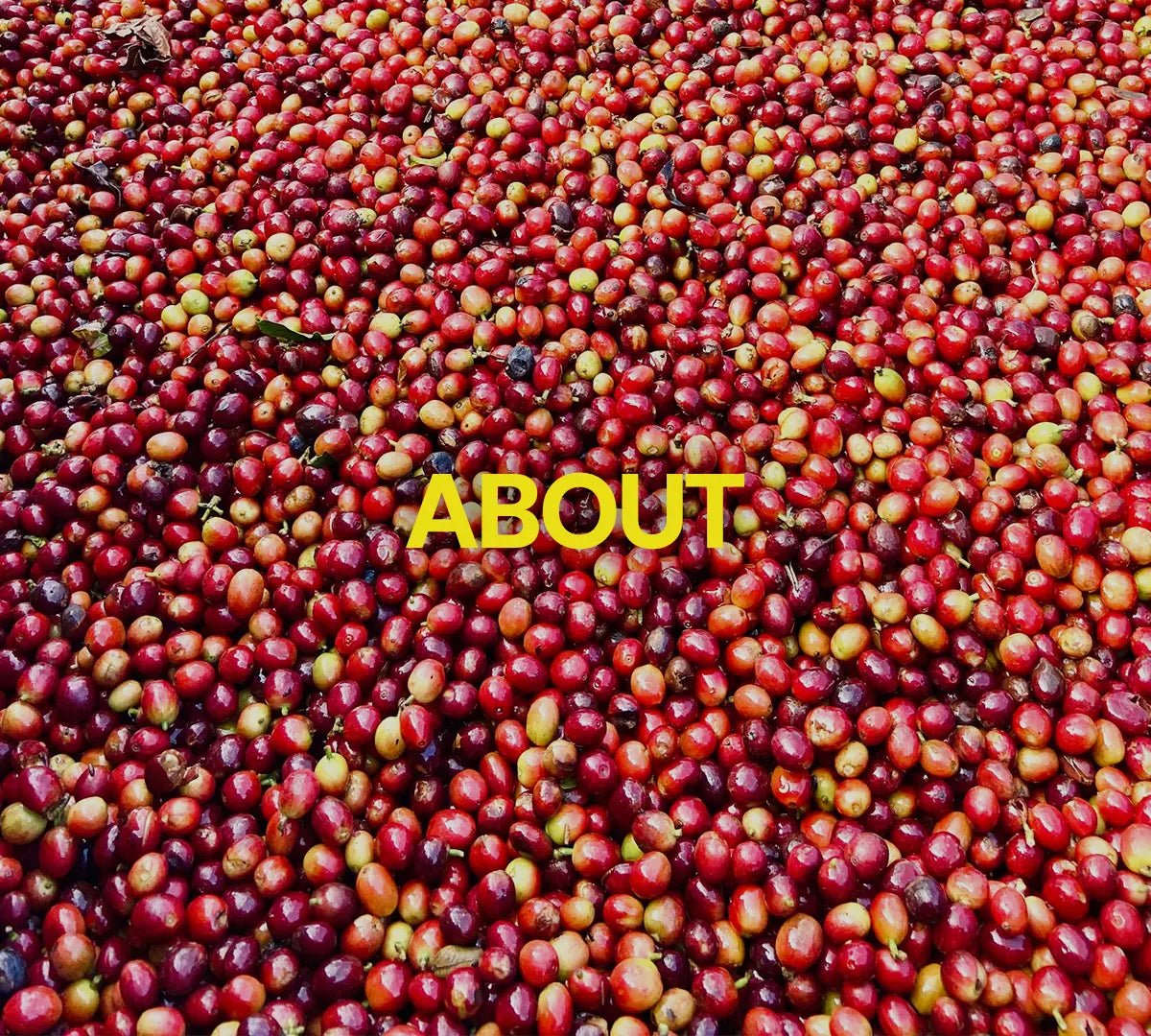 fresh picked red colored coffee cherries