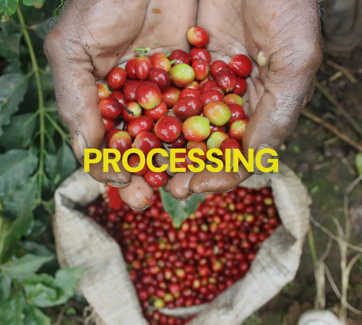 hands holding fresh picked coffee cherries