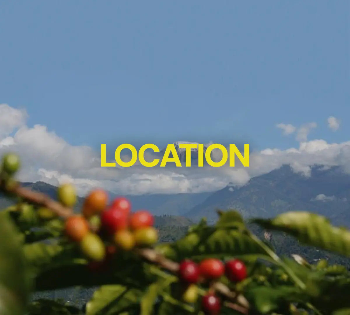 blurry coffee plants in front of a mountain